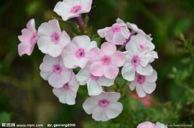 美女樱 一年生草本花卉，马鞭草科 别称：草五色梅、铺地马鞭草、铺地锦、四季绣球、美人樱 原产巴西、秘鲁、乌拉圭等地 很美的一种花啊 6月24日生日花，美女樱的花语是“相守”，“和睦家庭