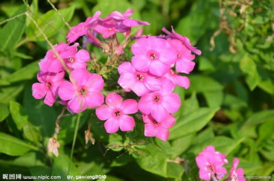 美女樱 一年生草本花卉，马鞭草科 别称：草五色梅、铺地马鞭草、铺地锦、四季绣球、美人樱 原产巴西、秘鲁、乌拉圭等地 很美的一种花啊 6月24日生日花，美女樱的花语是“相守”，“和睦家庭