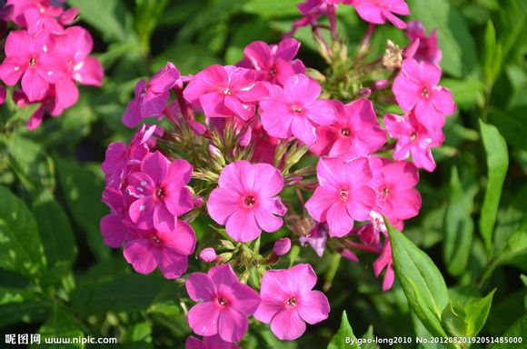 美女樱 一年生草本花卉，马鞭草科 别称：草五色梅、铺地马鞭草、铺地锦、四季绣球、美人樱 原产巴西、秘鲁、乌拉圭等地 很美的一种花啊 6月24日生日花，美女樱的花语是“相守”，“和睦家庭