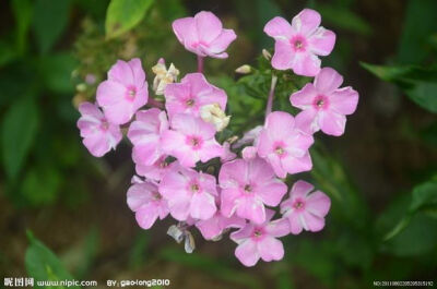 美女樱 一年生草本花卉，马鞭草科 别称：草五色梅、铺地马鞭草、铺地锦、四季绣球、美人樱 原产巴西、秘鲁、乌拉圭等地 很美的一种花啊 6月24日生日花，美女樱的花语是“相守”，“和睦家庭