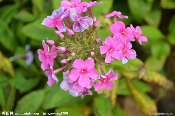 美女樱 一年生草本花卉，马鞭草科 别称：草五色梅、铺地马鞭草、铺地锦、四季绣球、美人樱 原产巴西、秘鲁、乌拉圭等地 很美的一种花啊 6月24日生日花，美女樱的花语是“相守”，“和睦家庭