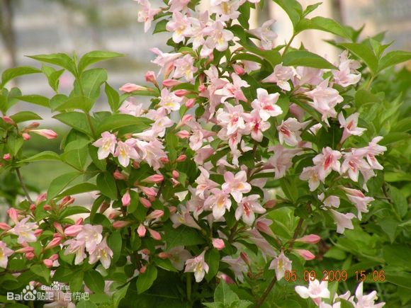 锦带 忍冬科 锦带花属的灌木 又称：五色海棠、山脂麻、海仙花 花期4-6月