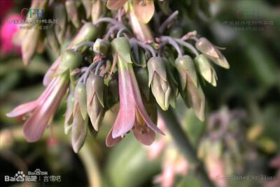 落地生根 景天科伽蓝菜属 又名： 花蝴蝶，倒吊莲，土三七、叶生根，番鬼牡丹，叶爆芽，天灯笼、枪刀草，厚面皮、著生药、伤药、打不死，晒不死，古仔灯、新娘灯，大疔黄、大还魂，复叶落地生根。