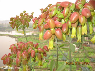 落地生根 景天科伽蓝菜属 又名： 花蝴蝶，倒吊莲，土三七、叶生根，番鬼牡丹，叶爆芽，天灯笼、枪刀草，厚面皮、著生药、伤药、打不死，晒不死，古仔灯、新娘灯，大疔黄、大还魂，复叶落地生根。