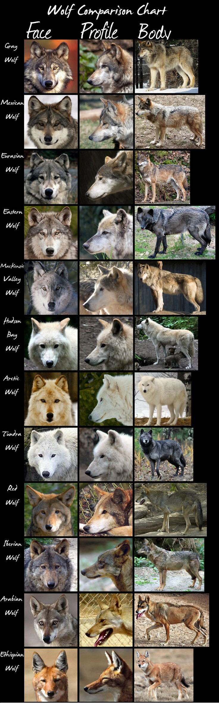 Wolf Species Chart (face, profile, body)