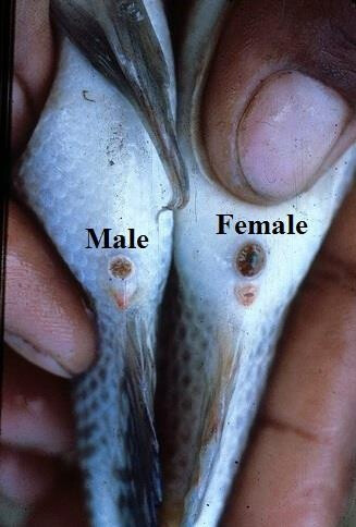 If you raise Talapia, this is good to know