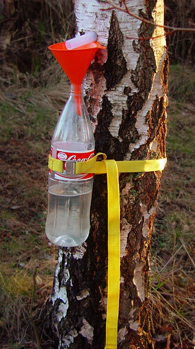 How to collect birch sap. Birch sugar is the original