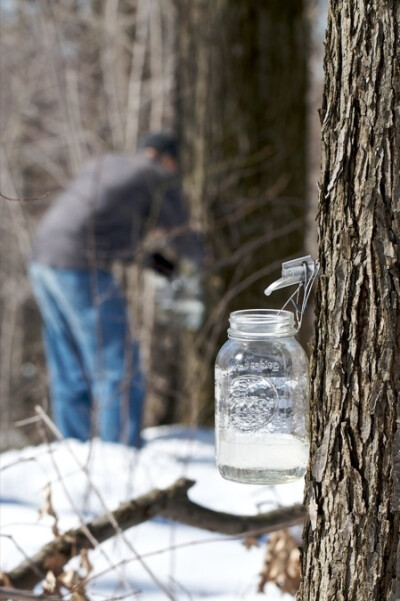 Maple sugaring