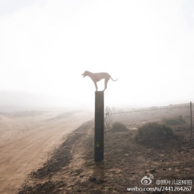 一条特立独行的狗。作者：Theron Humphrey