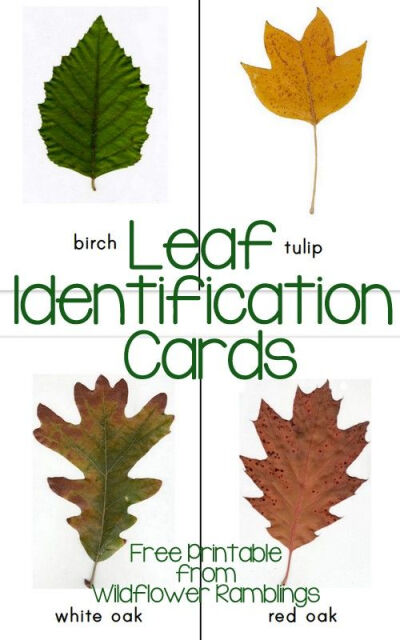 Free printable leaf identification cards. Fab!