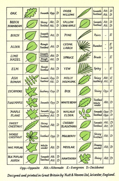 Leaf Identification great for drawing leaves in Art/Tree/Leaf Identification.