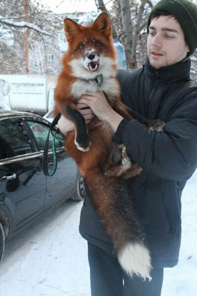 Oh just my pet fox!