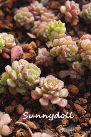 这个也许你会爱~~多肉植物~