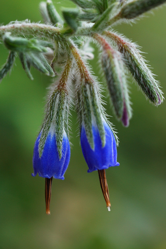 小花滇紫草