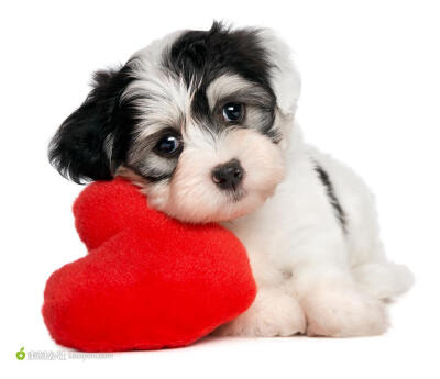 爱心系列 - 美丽可爱的小狗摄影背景桌面壁纸图片素材
