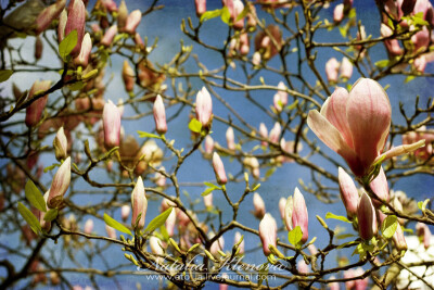 木兰(Magnolia liliflora)是木兰科木兰属植物。又名紫玉兰，辛夷、望春。落叶大灌木，春天叶前开花。花大，有花王之称原产我国中部。喜光，较耐寒，。分株或压条繁殖。