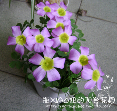 酢浆草——Oxalis obtusa large from 花大 好看 最最重要的是什么呢？ 它不但阴天能开花，它连晚上都不闭合 超牛的！