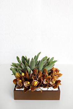 Clean &amp;amp; Modern floral arrangement with succulents and chocolate cymbidium orchids.