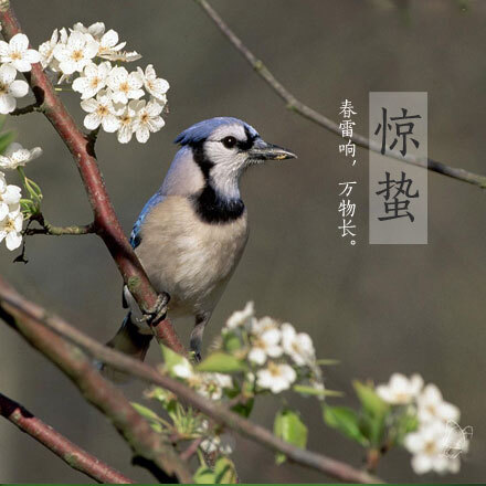 【惊蛰[微风]】①太阳运行至黄经345度，为农历二十四节气中的惊蛰。②惊蛰的意思是：天气回暖，春雷始鸣，惊醒蛰伏于地下冬眠的昆虫。③惊蛰时节正是“九九”艳阳天，大部分地区平均气温回升到零度以上。④这个时节乍暖还寒，应适当“春捂”，可多吃梨防外感咳嗽。惊蛰到了，春天，不远了！YIN