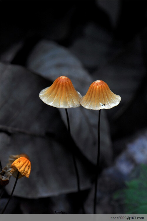 蘑菇蘑菇