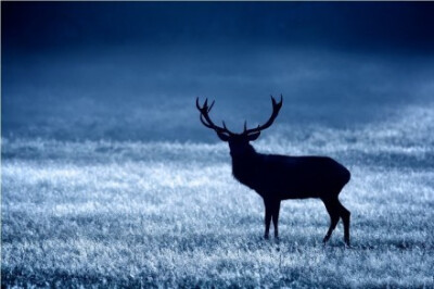 迷鹿森林！唯美梦幻！来自英国摄影师 Mark Bridger ！