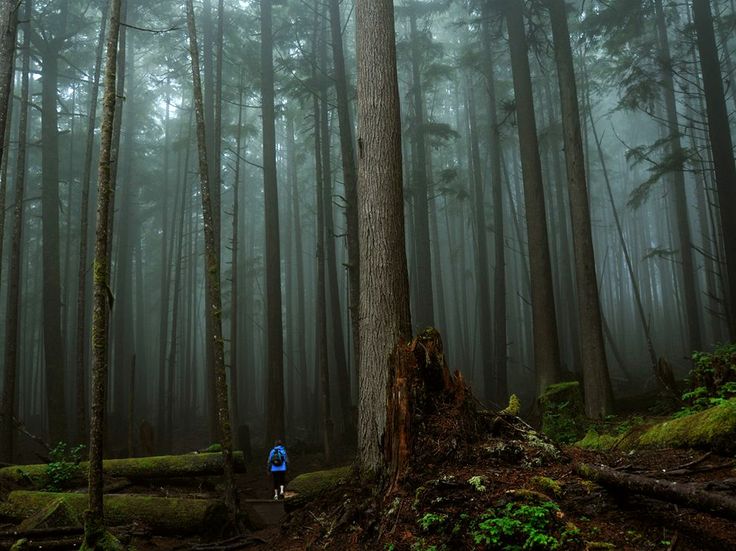 Picture of a woman hiking through a forest on Vancouver Island, Canada