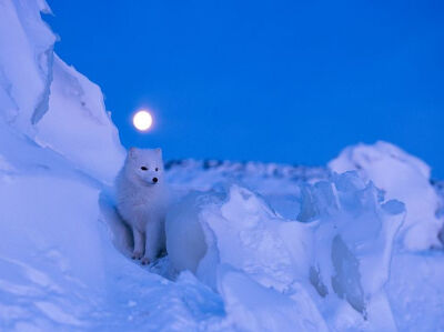 Picture of an arctic fox at night in Manitoba, Canada