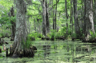 Cajun Swamp Decorations scenes for background | Photo and caption by Tina Quesenberry