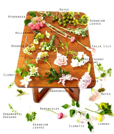 tulipina's guide to spring flowers, photographed by angie cao