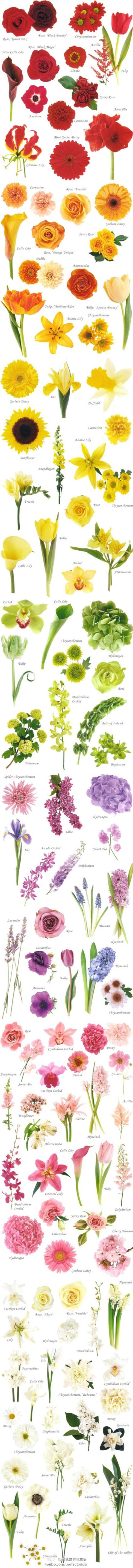 Wedding Flower Infographic by weibo via studiostems: Choose your flowers by color and shape and name them!