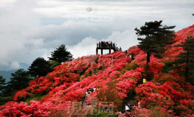 杜鹃花 杜鹃花科杜鹃花属 又称“映山红”，雅称“山客”， 与山茶花、仙客来、石腊红、吊钟海棠称“盆花五姐妹” 杜鹃花代表爱的喜悦，据说喜欢此花的人纯真无邪 每当见到满山杜鹃盛开，就是爱神降临的时候（为啥我…