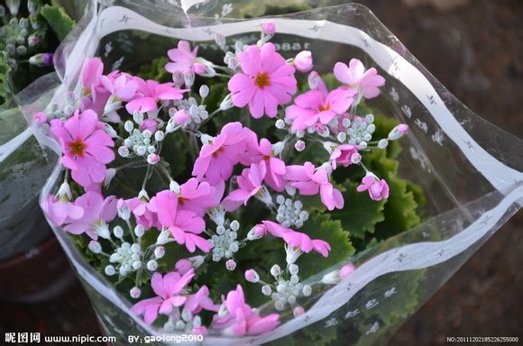 樱花草 报春花科报春花属年生草本花卉 花期一般为11月至次年5月 别名报春花、年景花 花语为除你之外别无他爱