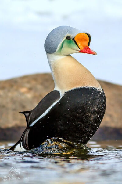 Drake King Eider cou...