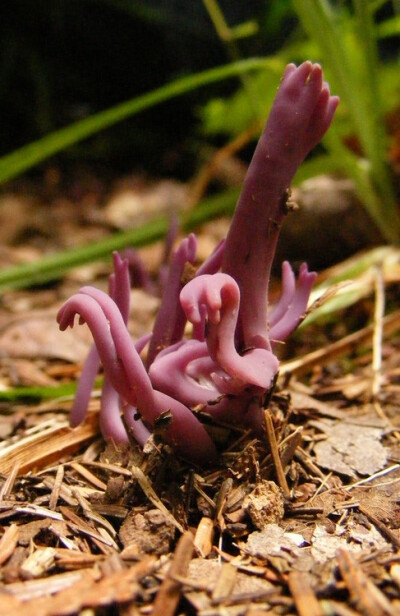 Clavulina amethystina.....at quick glance this fungi looks like arms growing from the ground! COOL!