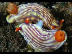 Living Color by David Doubilet: A film about Nudibranchs.