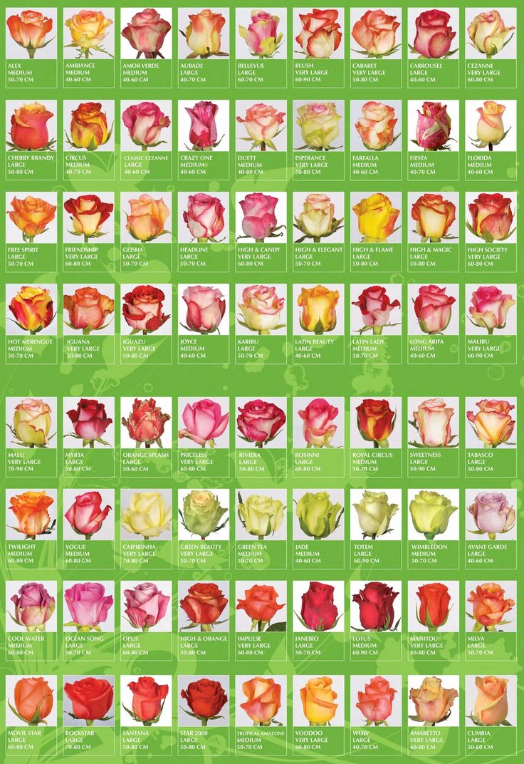 Varieties of Roses