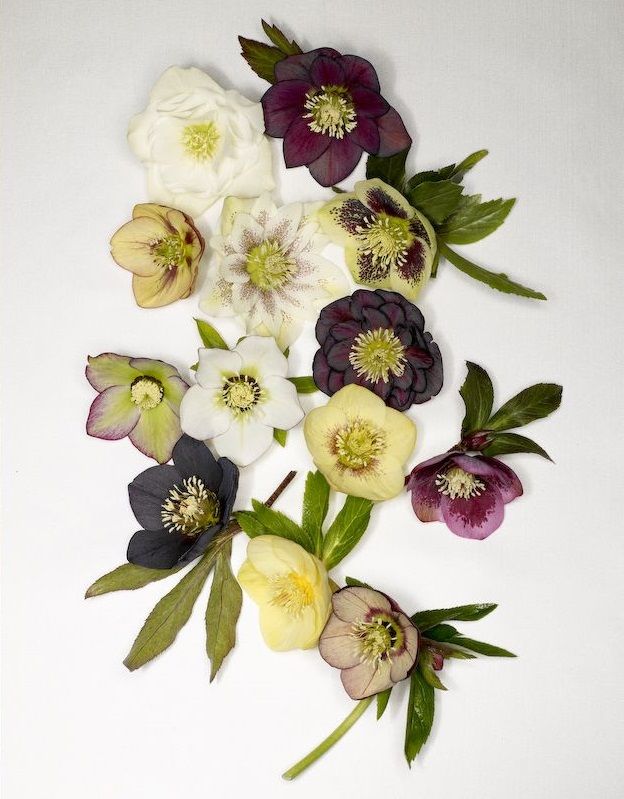 hellebore palette, Christopher Baker