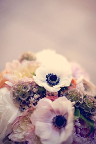 mmmm french anemones. Possibly my favorite flower alongside the pink peony