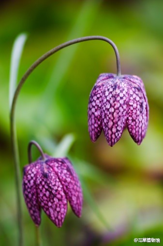 Fritillaria meleagris百合科【花格贝母】