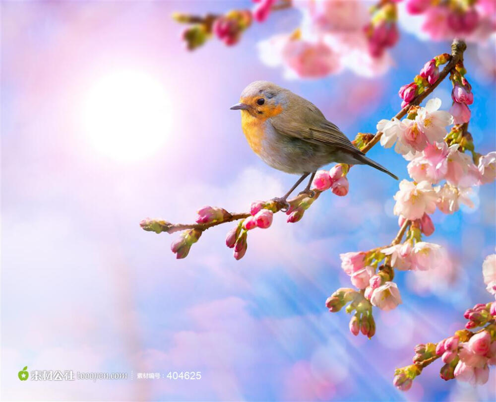 桃花特写高清桌面图片素材