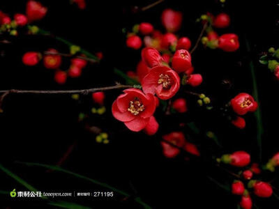 高清红色梅花 冬季红色腊梅高清摄影桌面壁纸图片素材