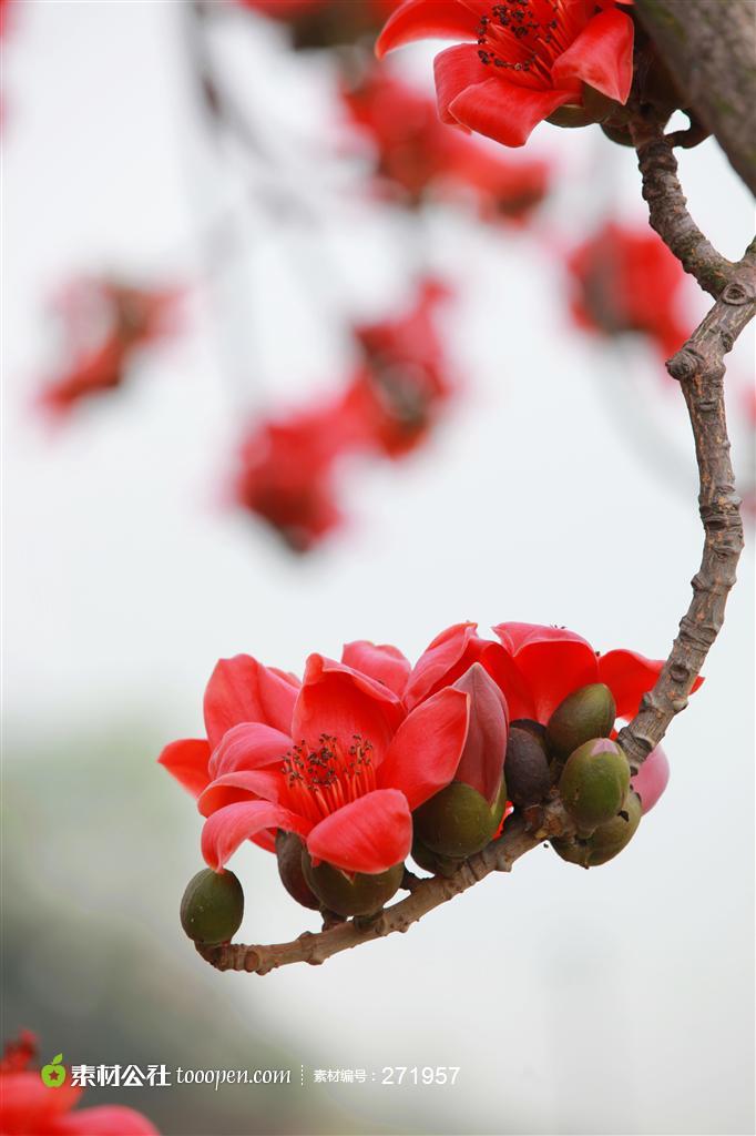 木棉花名片背景图片