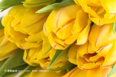 花卉市场元素 黄色郁金香图摄影背景桌面壁纸图片素材