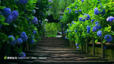盛开蓝色鲜花的幽深小道摄影桌面壁纸图片素材