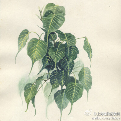 菩提树，Ficus religiosa L. ，桑科榕属。树干笔直，树皮为灰色，树冠为波状圆形。叶片表面光滑，先端像尾巴似的尖尖可是辨认的好帮手哟。手绘 植物 花卉 水彩 作者不详