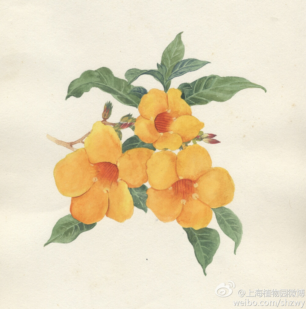 黄蝉，Allamanda schottii Pohl，夹竹桃科黄蝉属。常绿直立或半直立灌木，分布于热带美洲，花大，黄色，植株有毒。手绘 植物 花卉 水彩 作者不详