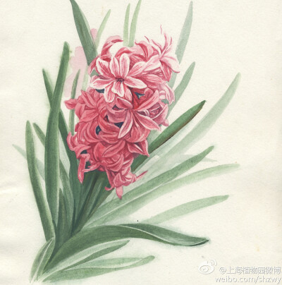 风信子，Hyacinthus orientalis Linn.，百合科风信子属。作者不详