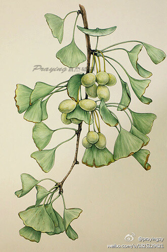 银杏 作者:prayingzy（中国国家地理杂志社编辑）手绘 植物 花卉 水彩