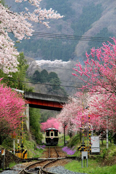 日本蜜月旅行 待到樱花浪漫时