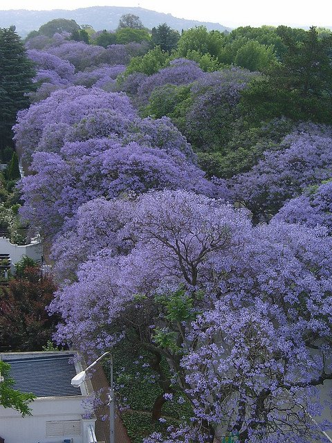 蓝花楹唯美图片